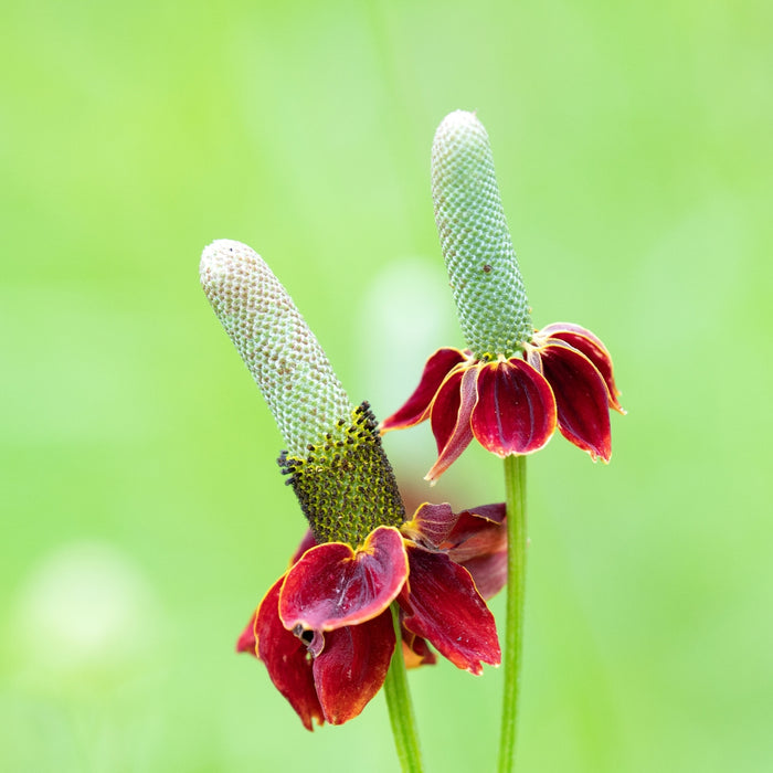 Upright prairie coneflower unique summer and fall garden perennial