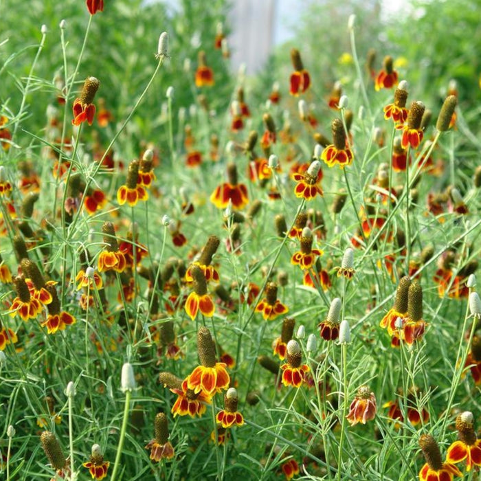Ratiba Red Midget Upright Prairie Coneflower growing in mass