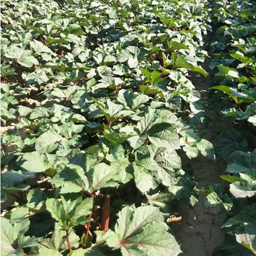 Red Okra Seeds