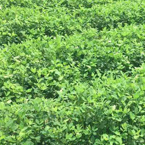Red Peanut & Groundnut Seeds