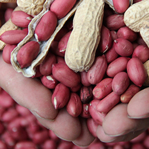 Red Peanut & Groundnut Seeds