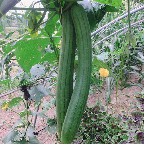 Ridgeless-Luffa-Seeds