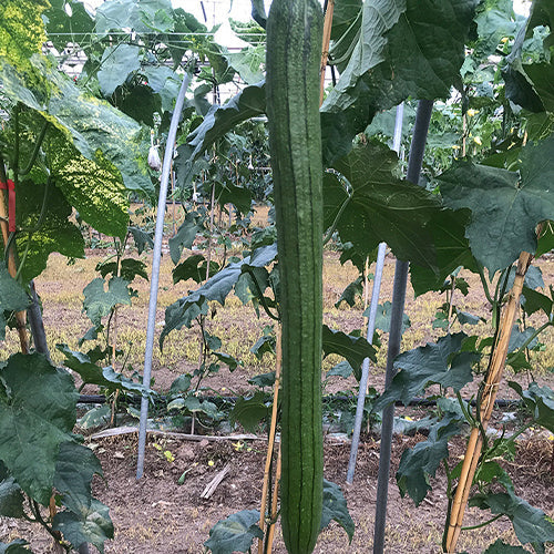 Ridgeless-Luffa-Seeds