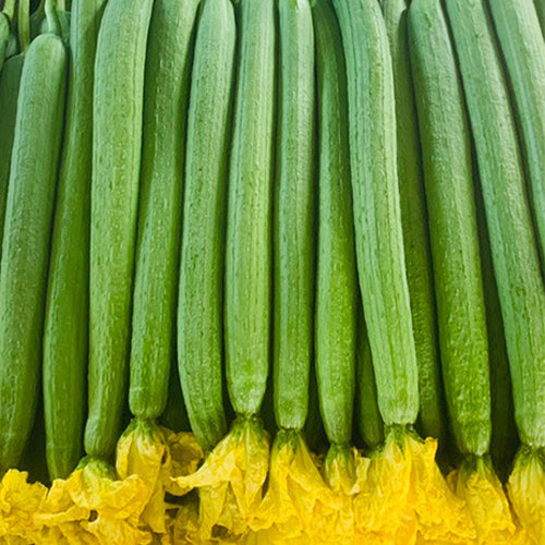 Ridgeless-Luffa-Seeds