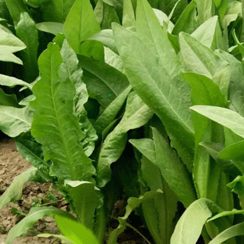 Romaine & Lactuca Sativa Seeds