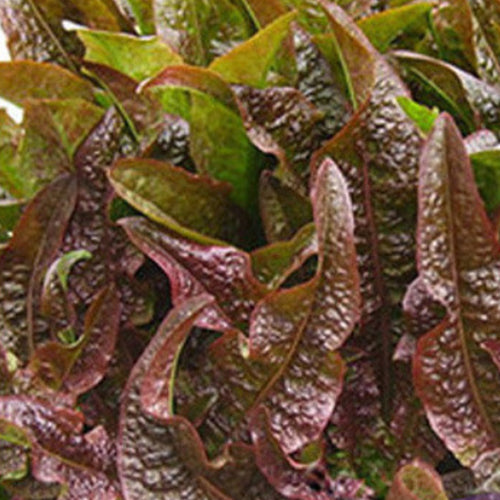Romaine & Lactuca Sativa Seeds