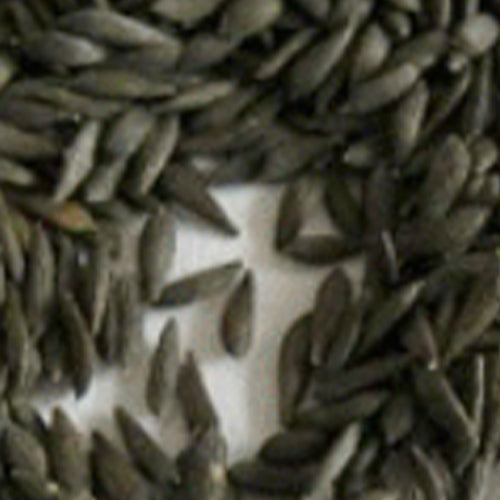Romaine & Lactuca Sativa Seeds