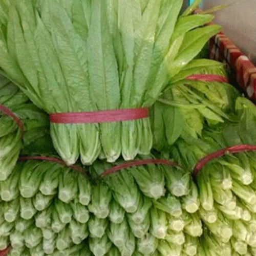 Romaine & Lactuca Sativa Seeds