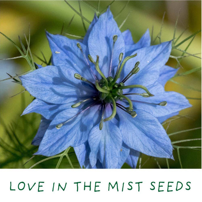 Romantic Garden Mini Grow Kit by The Plant Gift Co. &Keep