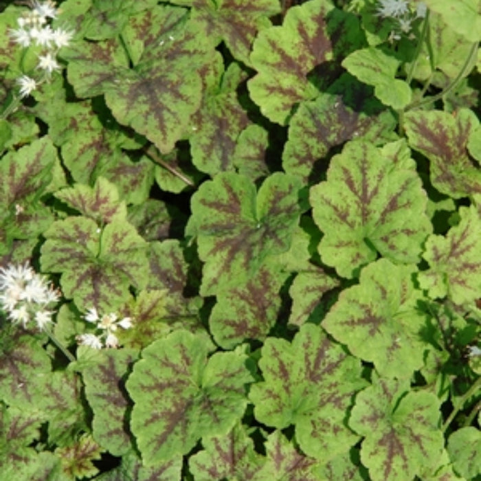 Running Tapestry Foamflower with low spreading habit, dark-veined leaves, and dense shade-garden ground-cover growth