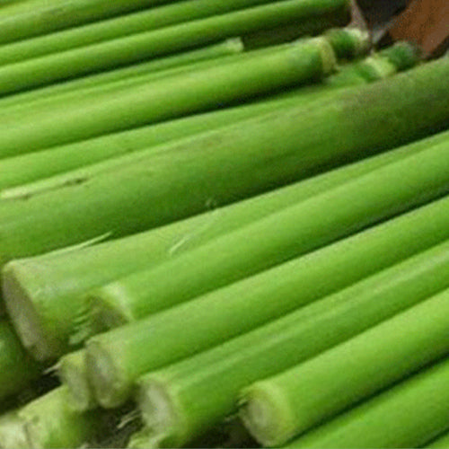 Saccharum Officinarum & Sugar Cane Seeds