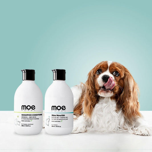 pet shampoo