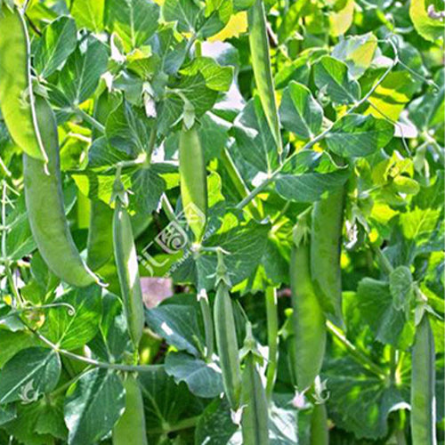 Snow-Peas-Seeds
