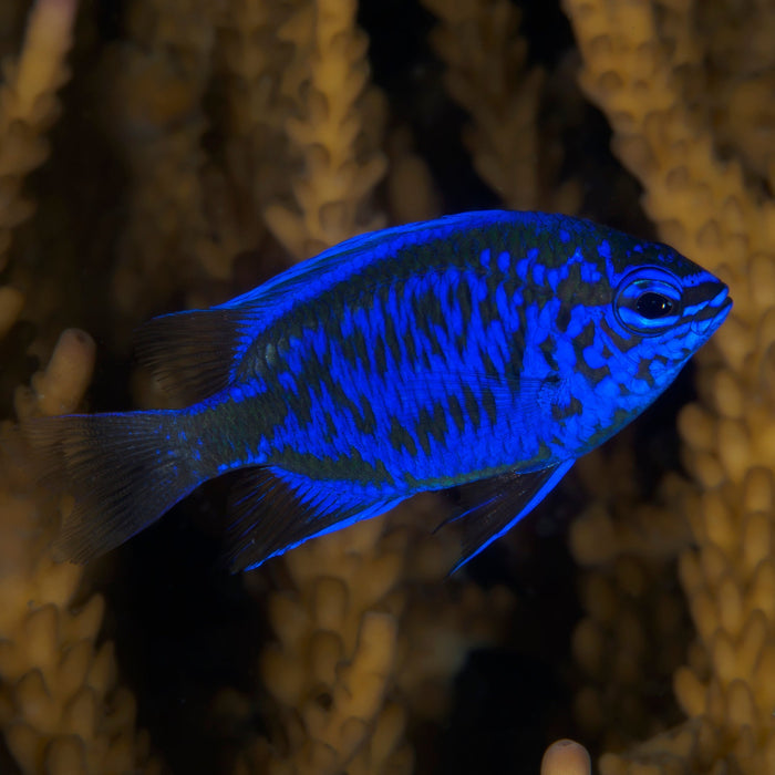 Springer's Damselfish (Chrysiptera springeri) - Corals Anonymous