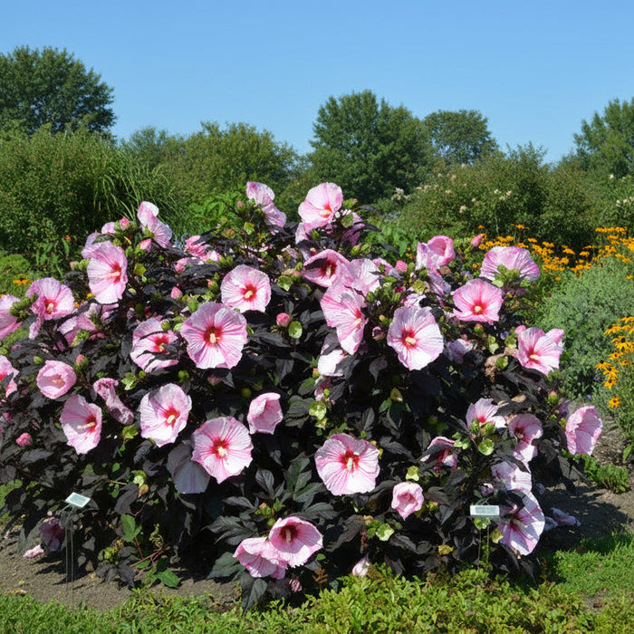 Dark foliage hardy hibiscus with large pink blooms in a sunny perennial border