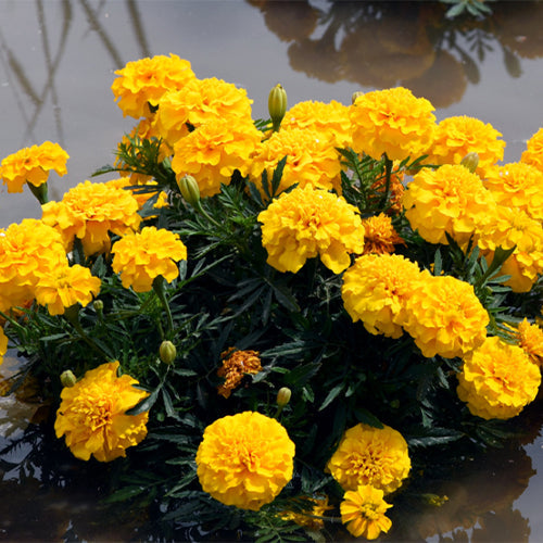 Tagetes-Patula-French-Marigold-Seeds