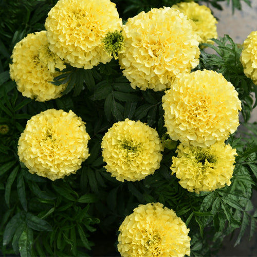 Tagetes-Patula-French-Marigold-Seeds