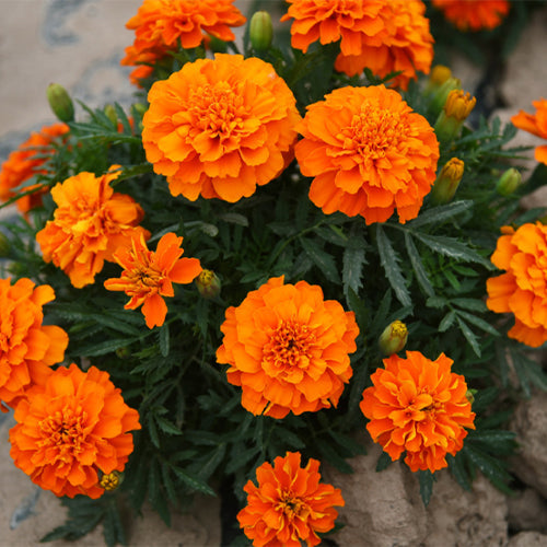Tagetes-Patula-French-Marigold-Seeds