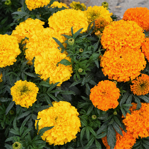 Tagetes-Patula-French-Marigold-Seeds