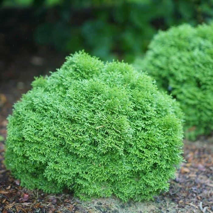 Hetz Midget Globe Arborvitae evergreen shrub planted in the garden