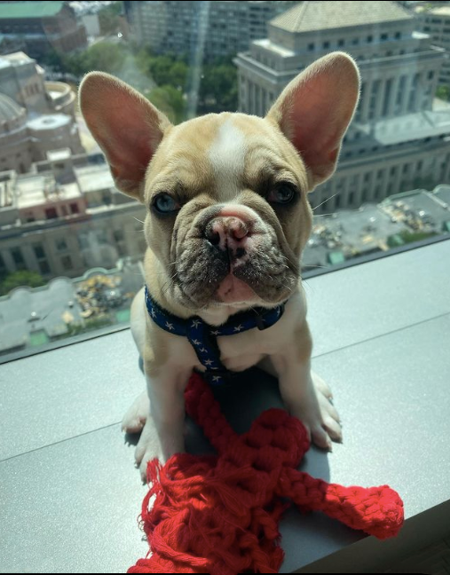 NORTH-STAR-TEACUP-SMALL-BREED-DOG-HARNESS
