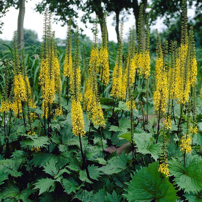 Ligularia The Rocket growing in a moist shaded border with large toothed leaves