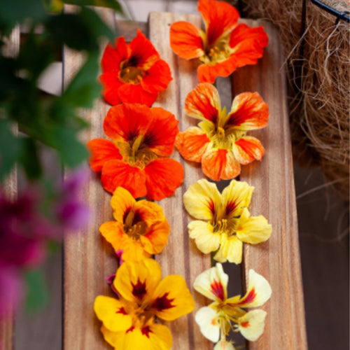 Tropaeolum-Majus-Nasturtium-Seeds