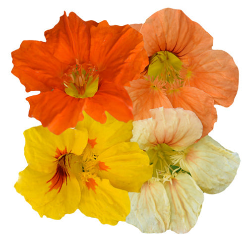 Tropaeolum-Majus-Nasturtium-Seeds