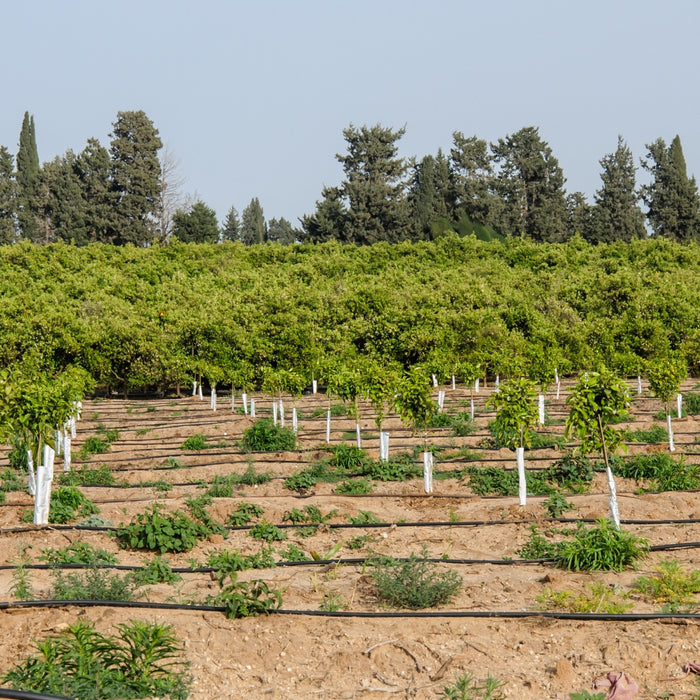 mass of trees planted and protected by spiral tree guards