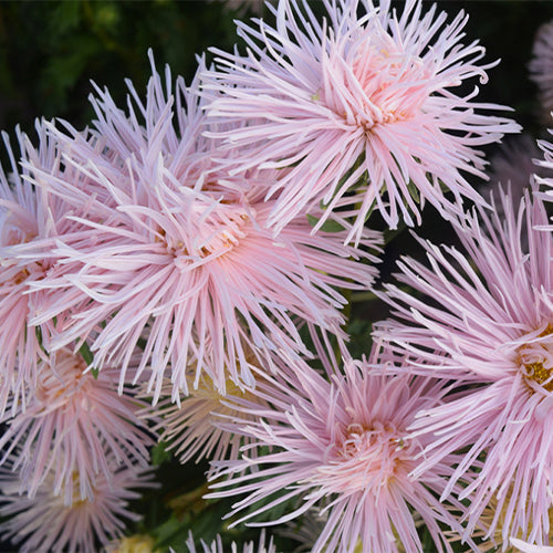 100g / Sword Shaped Incarnadine Pink