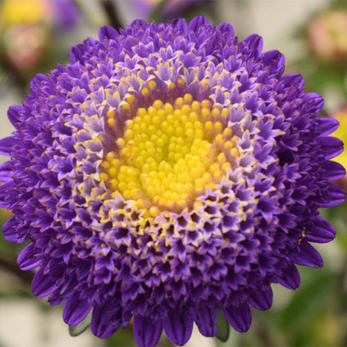 Viola-Tricolor-China-Aster-Seeds