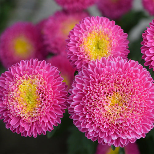 Viola-Tricolor-China-Aster-Seeds