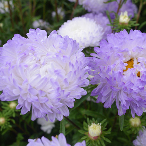 Viola-Tricolor-China-Aster-Seeds