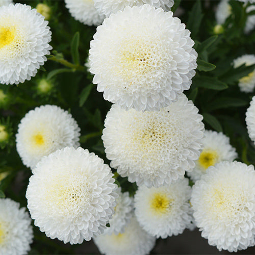 Viola-Tricolor-China-Aster-Seeds