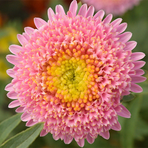 Viola-Tricolor-China-Aster-Seeds