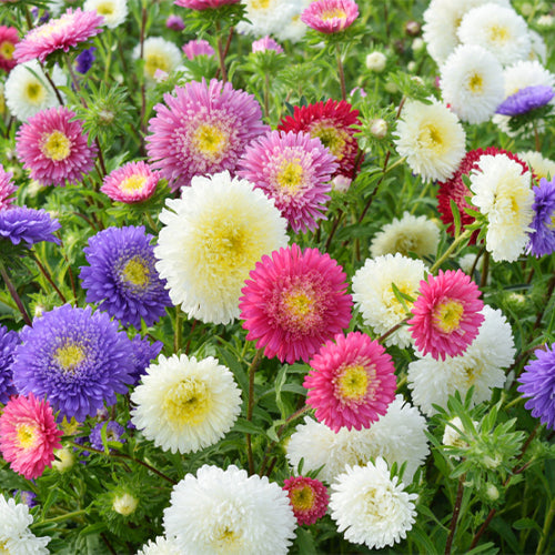 Viola-Tricolor-China-Aster-Seeds