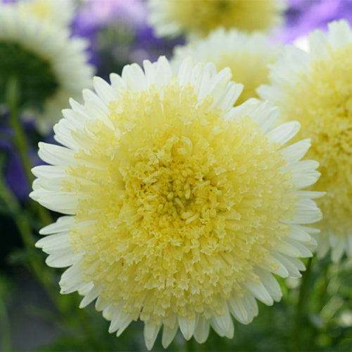 Viola-Tricolor-China-Aster-Seeds