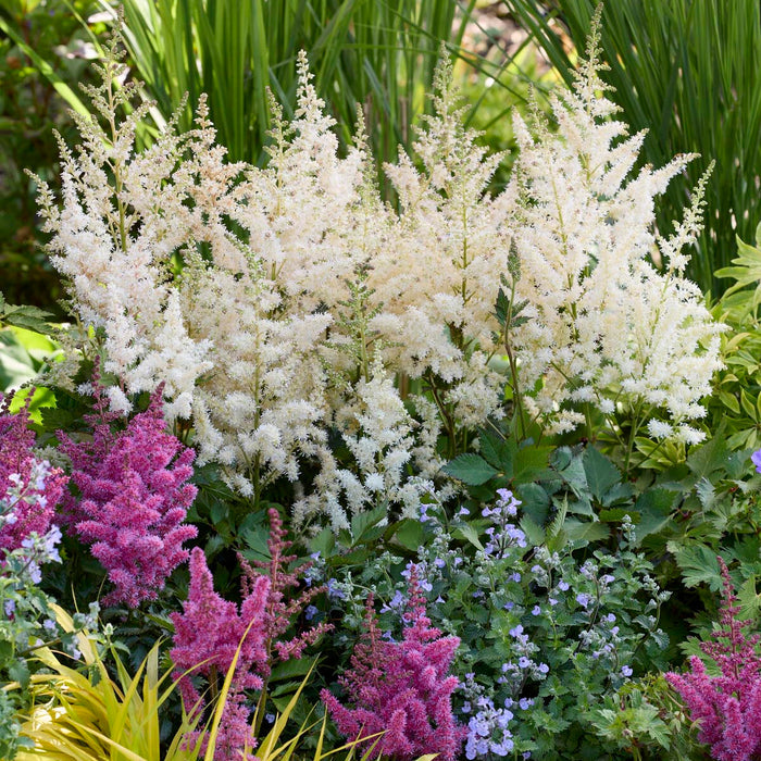 Vision in White Delight Astilbe with pure white flower plumes and compact foliage in a shaded woodland garden