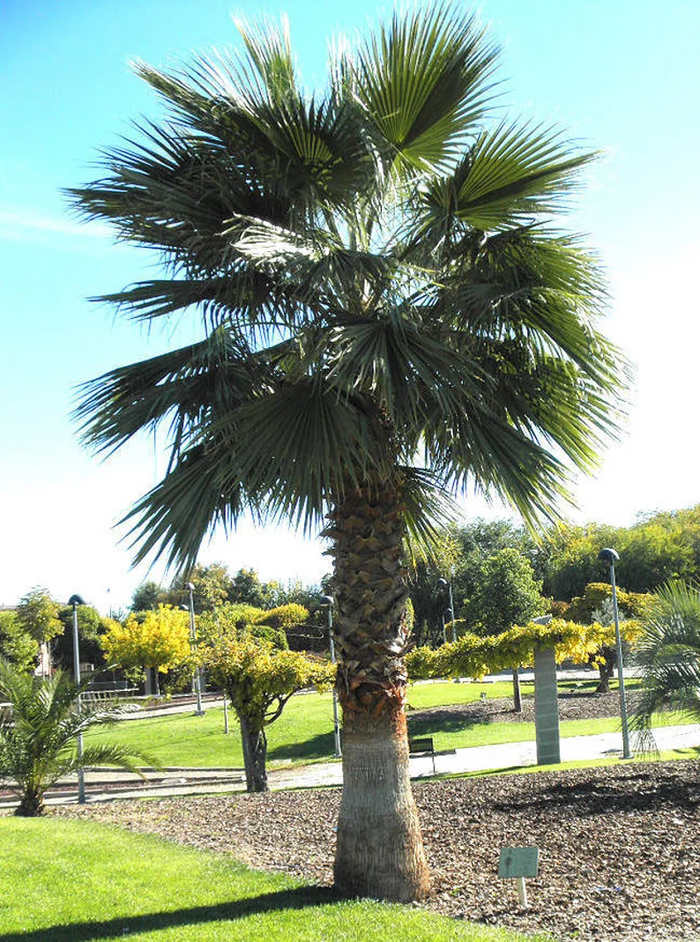 Washingtonia Robusta & Mexican Fan Palm Seeds