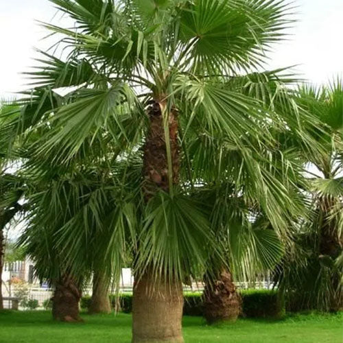 Washingtonia Robusta & Mexican Fan Palm Seeds
