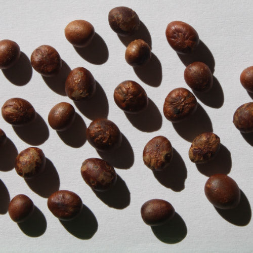Washingtonia Robusta & Mexican Fan Palm Seeds