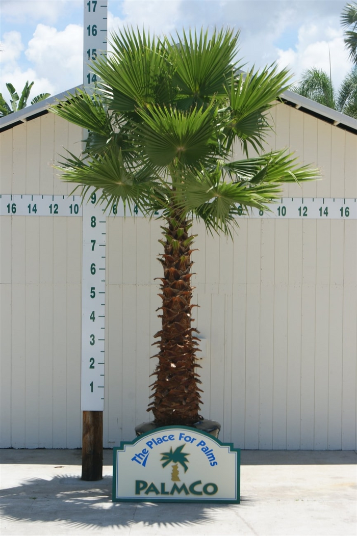 Washingtonia Robusta & Mexican Fan Palm Seeds