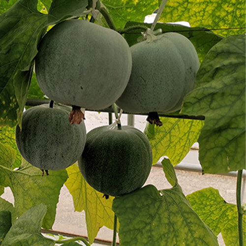 Wax-Gourd-Winter-Melon-Seeds