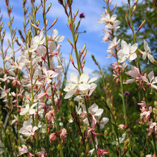 gaura, whirling butterflies, plant white summer blooms