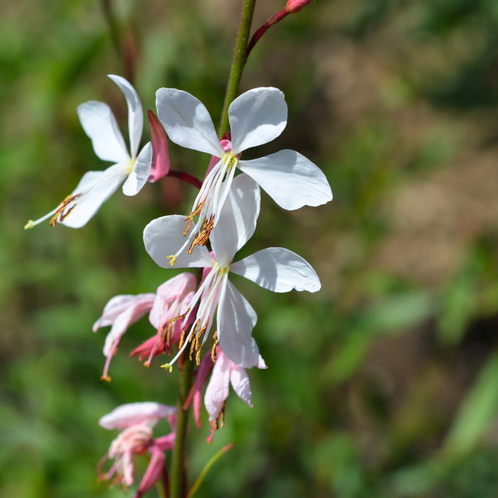 Close-up of Whirling Butterflies Gaura showing delicate white flowers with pink-tinged aging petals on wiry stems