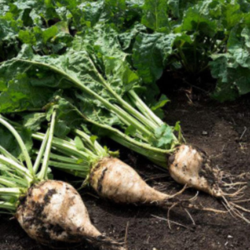 White Beetroot & Beet Seeds