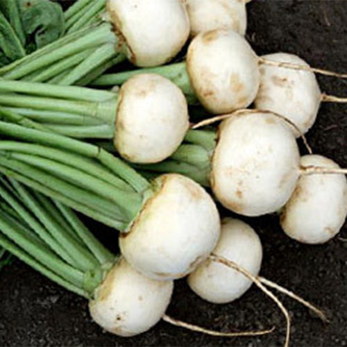 White-Cherry-Radish-Seeds