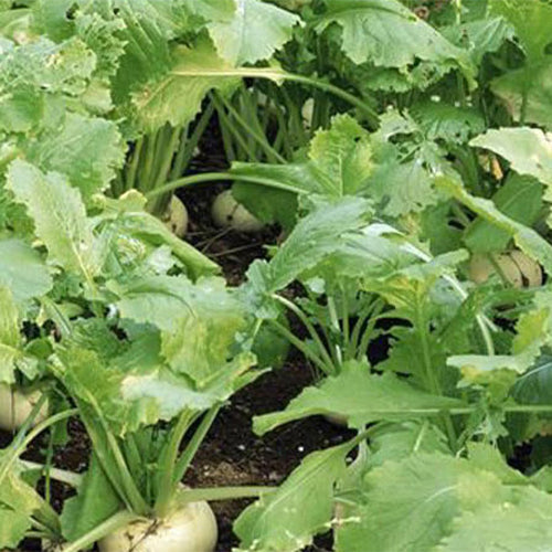 White-Cherry-Radish-Seeds