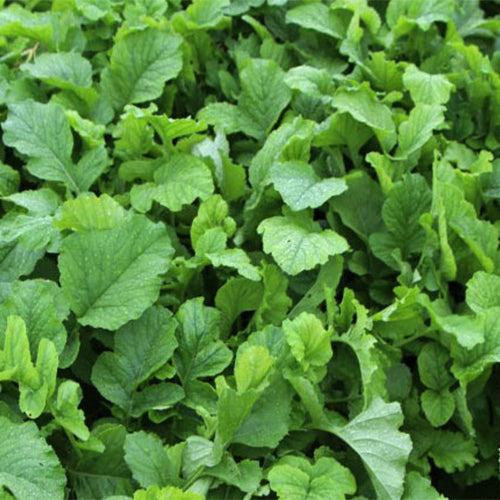 White-Cherry-Radish-Seeds