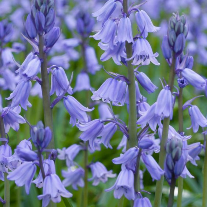 Wild Bluebell Perfume | Jo Malone Dupe | Get A Sample Perfume